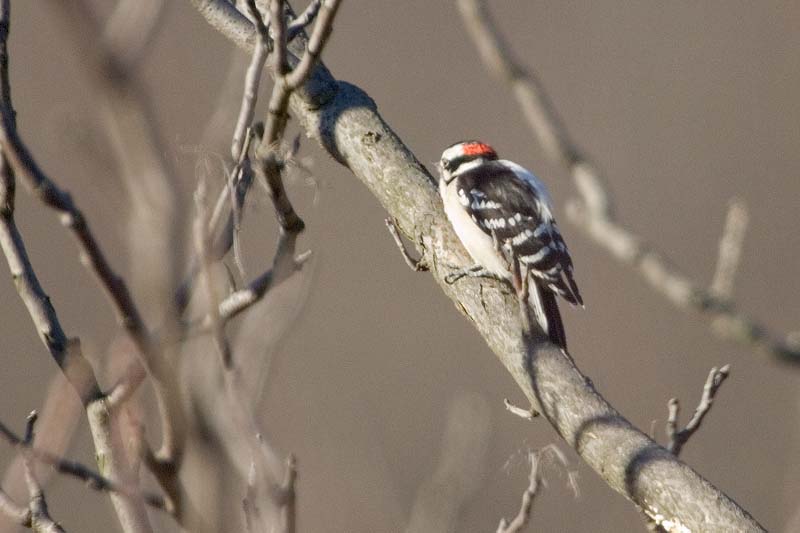 _HAC3275.jpg - Copyright (c) Herb Chong