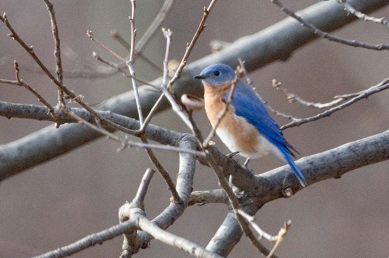 _HAC3562.jpg - Copyright (c) Herb Chong