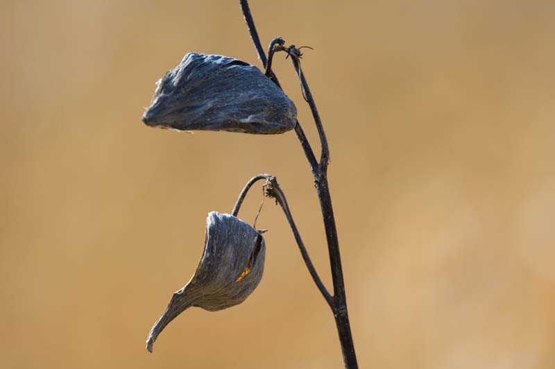 _HAC3819.jpg - Copyright (c) Herb Chong