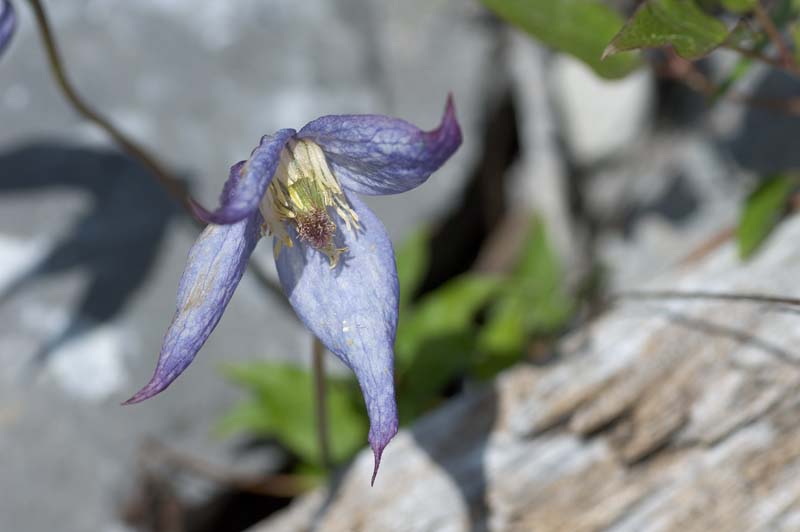 _HAC2602.jpg - Copyright (c) Herb Chong