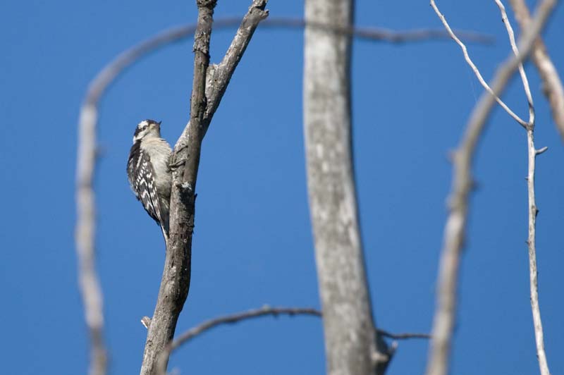 _HAC3022.jpg - Copyright (c) Herb Chong