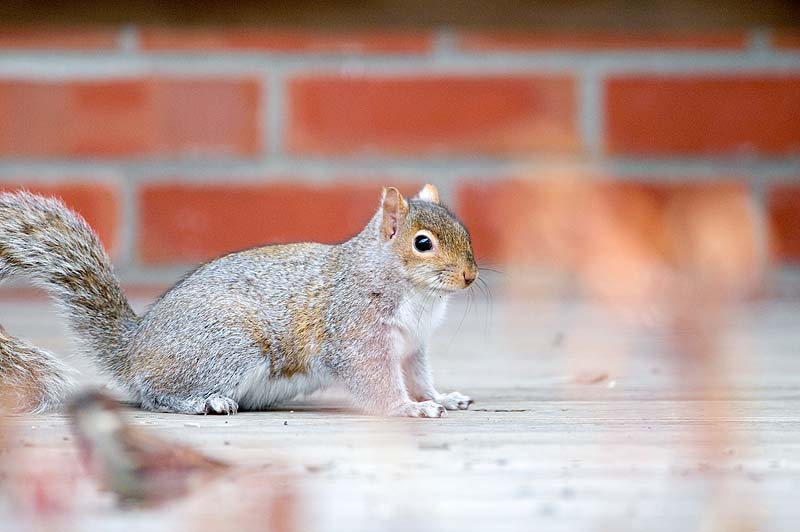 _HCC2368.jpg - Copyright (c) Herb Chong