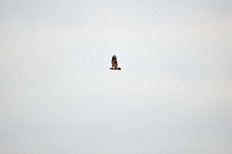 _HDC1802.jpg - Copyright (c) Herb Chong