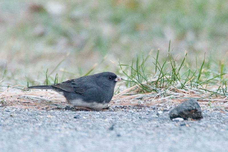 _HCC3552.jpg - Copyright (c) Herb Chong