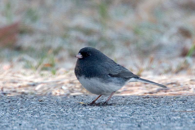 _HCC3559.jpg - Copyright (c) Herb Chong