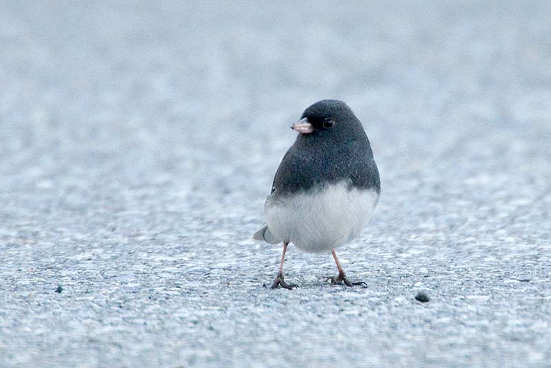 _HCC3563.jpg - Copyright (c) Herb Chong