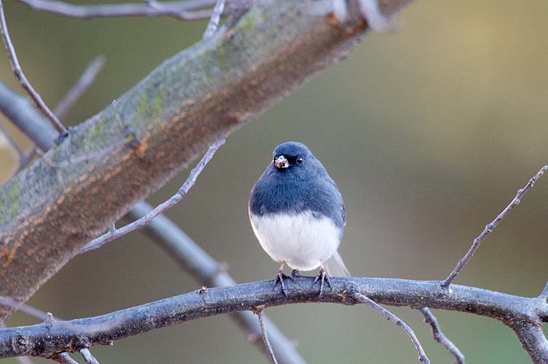 _HCC3566.jpg - Copyright (c) Herb Chong