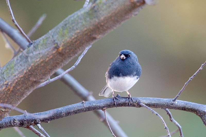 _HCC3573.jpg - Copyright (c) Herb Chong