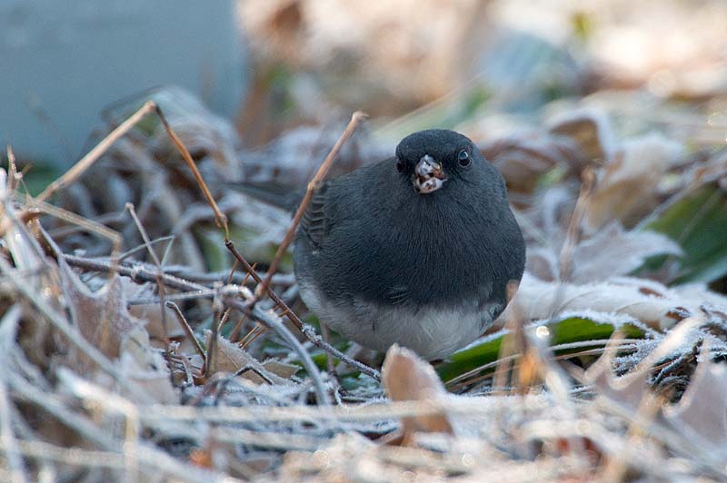 _HCC3576.jpg - Copyright (c) Herb Chong