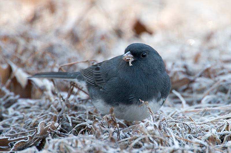 _HCC3582.jpg - Copyright (c) Herb Chong