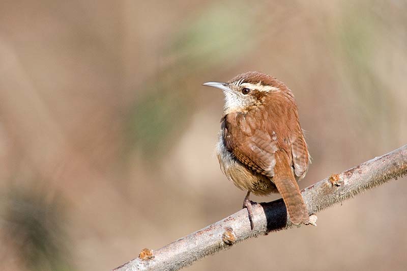 _HCC3617.jpg - Copyright (c) Herb Chong