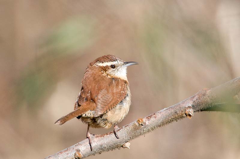 _HCC3620.jpg - Copyright (c) Herb Chong