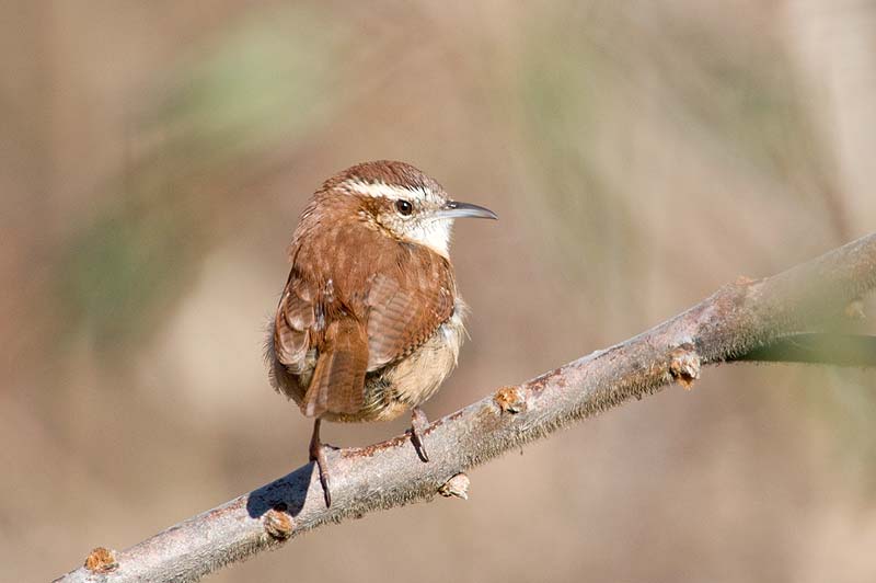 _HCC3624.jpg - Copyright (c) Herb Chong