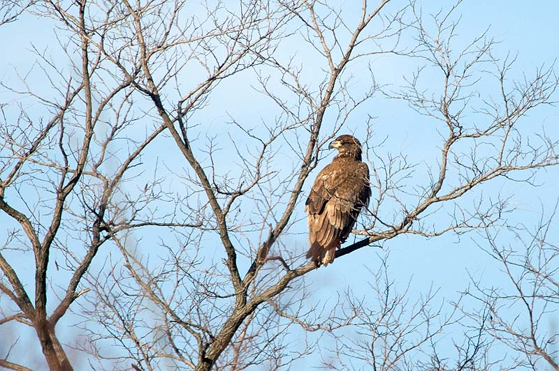 _HCC3635.jpg - Copyright (c) Herb Chong