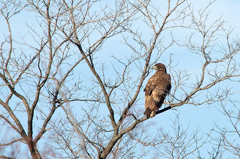 _HCC3641.jpg - Copyright (c) Herb Chong