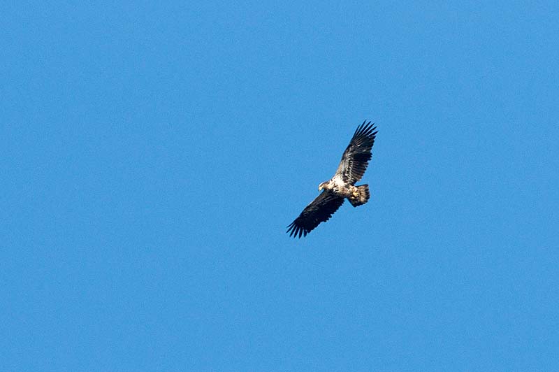 _HCC3689.jpg - Copyright (c) Herb Chong