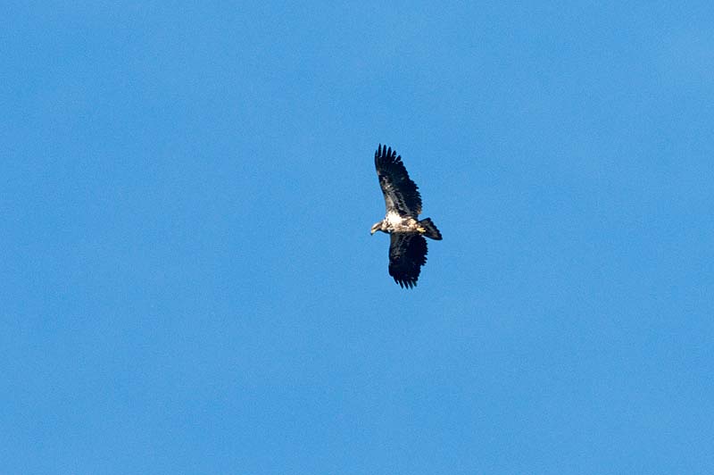 _HCC3694.jpg - Copyright (c) Herb Chong