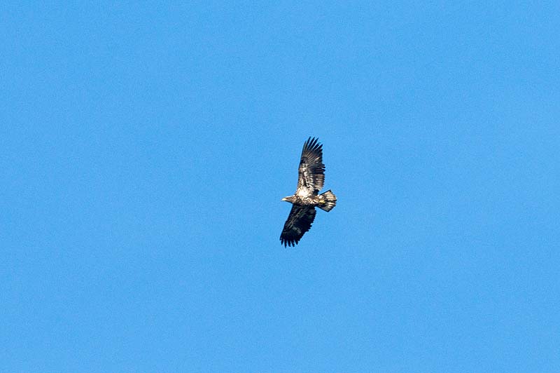 _HCC3696.jpg - Copyright (c) Herb Chong