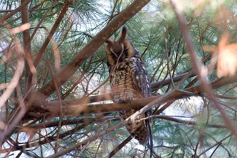 _HDC2490.jpg - Copyright (c) Herb Chong