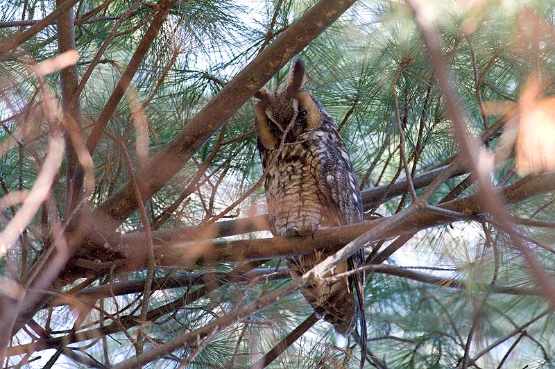 _HDC2491.jpg - Copyright (c) Herb Chong