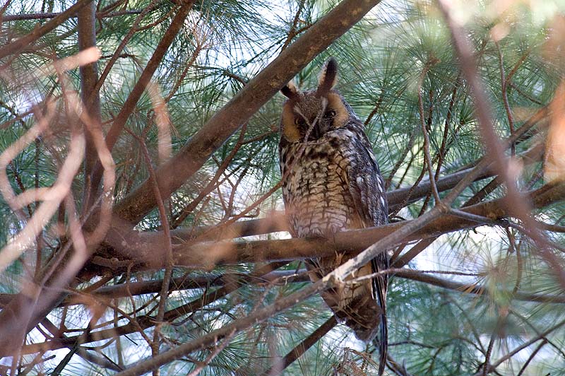 _HDC2493.jpg - Copyright (c) Herb Chong