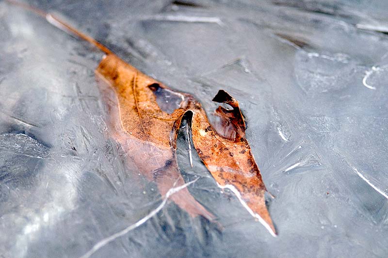 _HCC4564.jpg - Copyright (c) Herb Chong