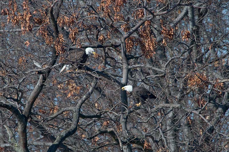 _HCC4885.jpg - Copyright (c) Herb Chong