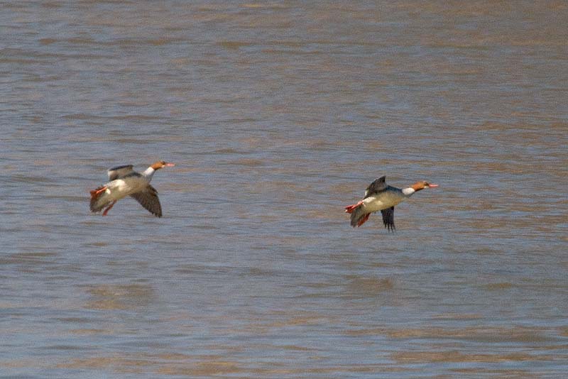 _HCC4931.jpg - Copyright (c) Herb Chong