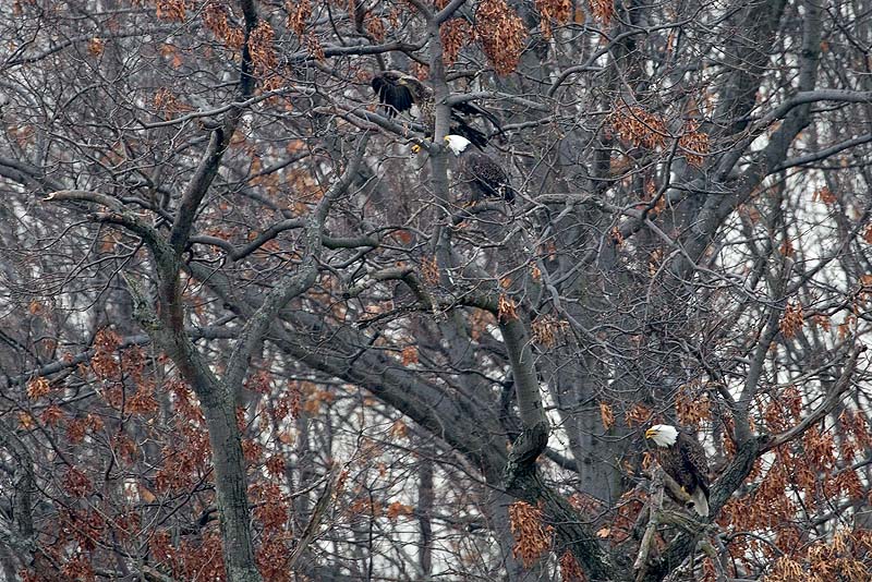 _HCC5182.jpg - Copyright (c) Herb Chong