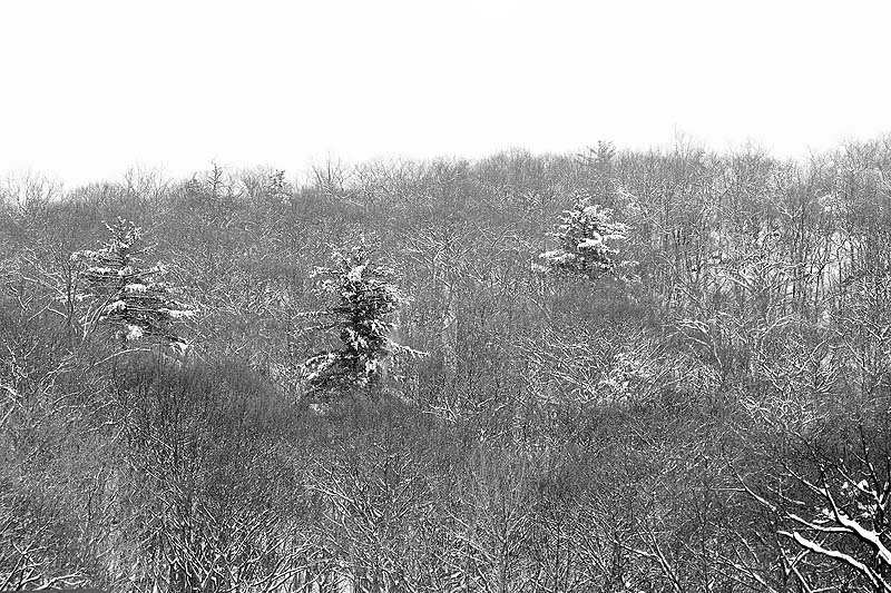 _HDC5841-2.jpg - Copyright (c) Herb Chong