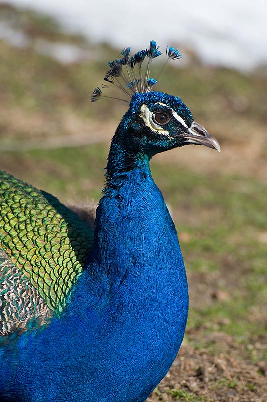 _HDC6163.jpg - Copyright (c) Herb Chong