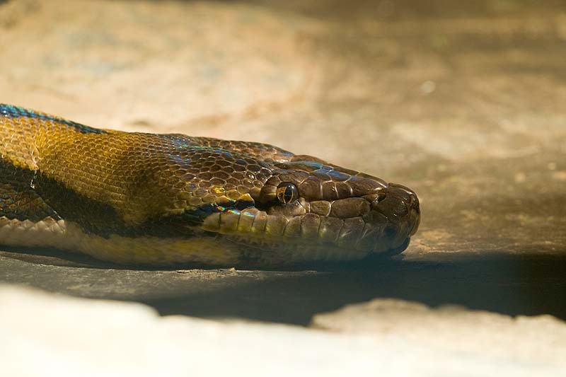 _HDC6245.jpg - Copyright (c) Herb Chong