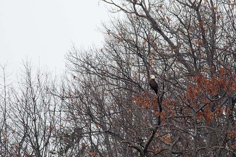 _HCC5663.jpg - Copyright (c) Herb Chong