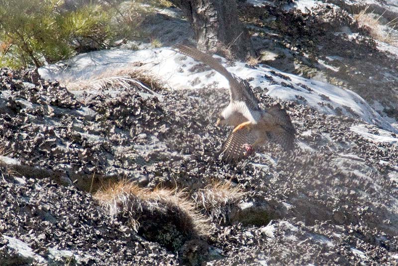 _HCC5960.jpg - Copyright (c) Herb Chong