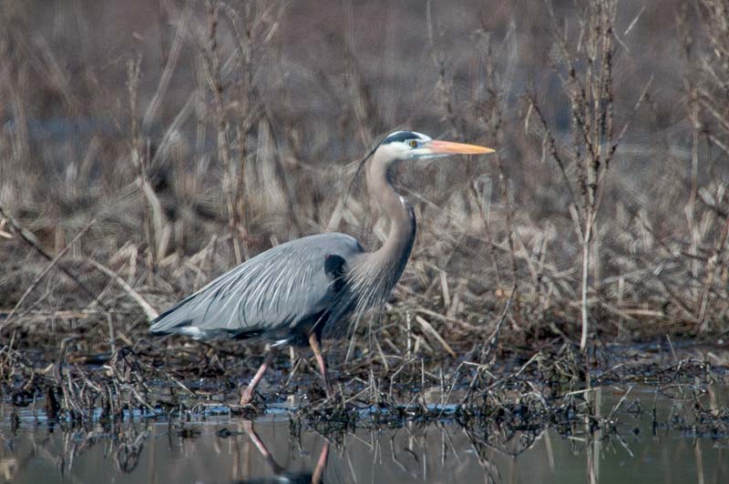 _HCC6198.jpg - Copyright (c) Herb Chong