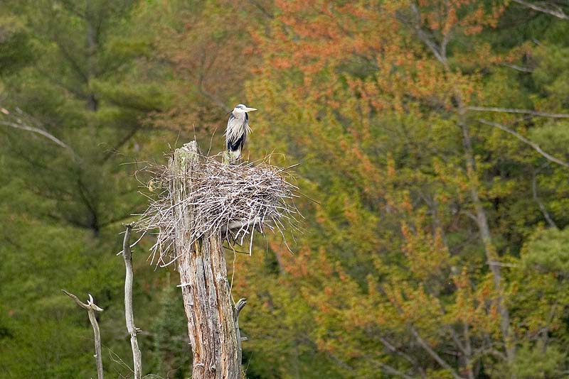 _HAC6624.jpg - Copyright (c) Herb Chong