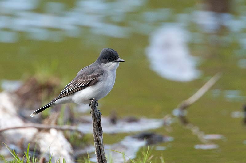 _HCC6479.jpg - Copyright (c) Herb Chong