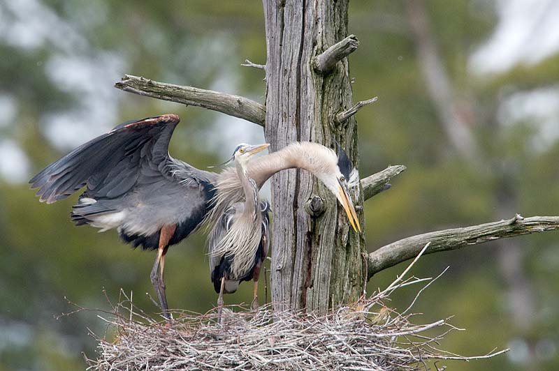 _HCC6562.jpg - Copyright (c) Herb Chong