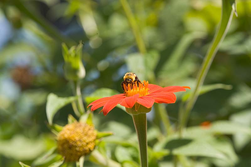 _HDC0863.jpg - Copyright (c) Herb Chong