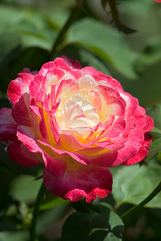 _HDC0941.jpg - Copyright (c) Herb Chong