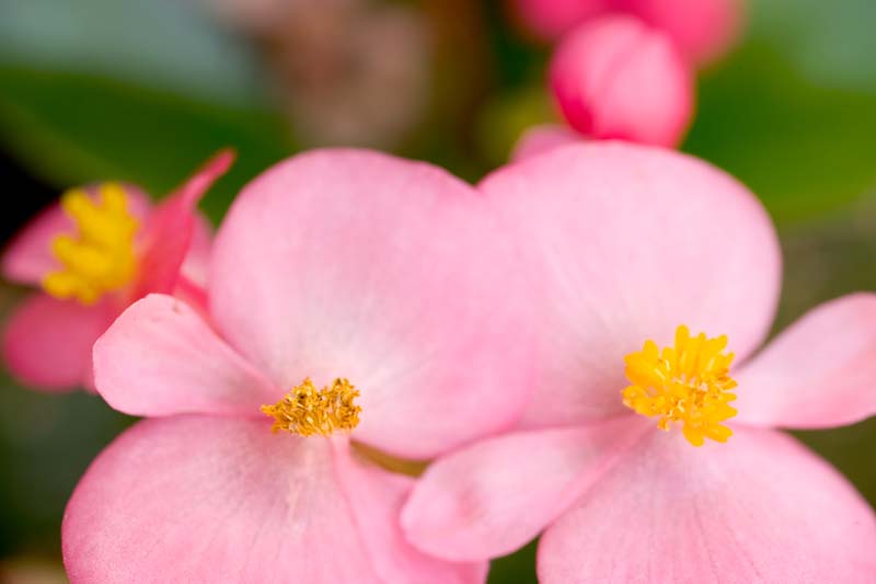 _HDC2099.jpg - Copyright (c) Herb Chong