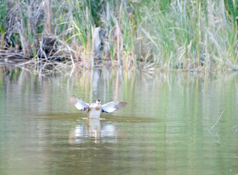 _HDC2272.jpg - Copyright (c) Herb Chong