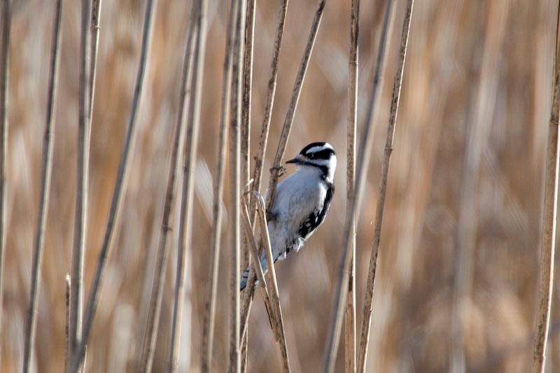 _HCC7440.jpg - Copyright (c) Herb Chong