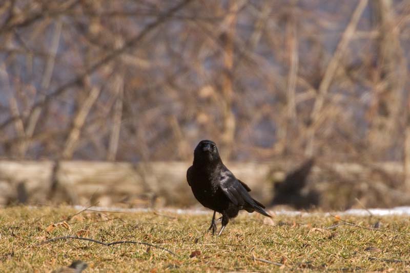 _HAC6964.jpg - Copyright (c) Herb Chong