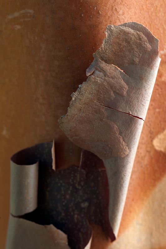 _HEC6380.jpg - Copyright (c) Herb Chong