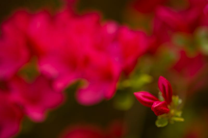 _HEC6440.jpg - Copyright (c) Herb Chong