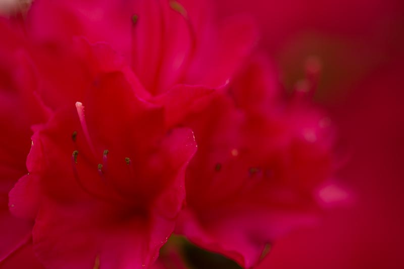 _HEC6444.jpg - Copyright (c) Herb Chong