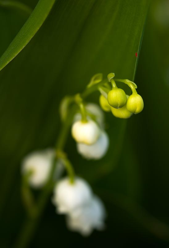 _HEC6630.jpg - Copyright (c) Herb Chong