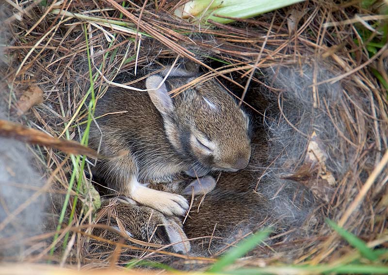 _HDC0006.jpg - Baby Rabbit