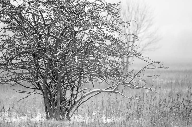 _HAC1823b.jpg - Copyright (c) Herb Chong